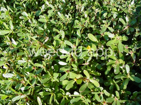 purslane, common